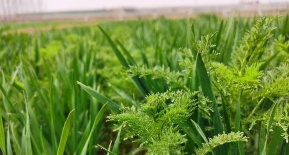 芥菜的种植与管理（一年可种多次）