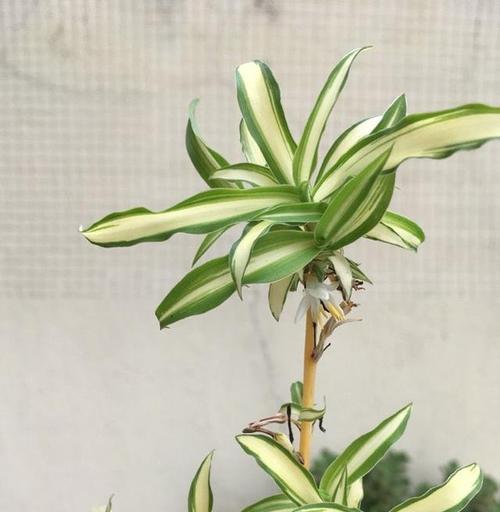 金边吊兰的繁殖方法（轻松掌握绿色植物繁殖技巧）