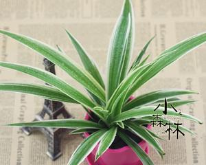 金边吊兰水培的养护技巧（让你的吊兰更旺盛）