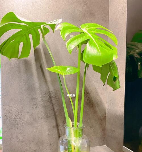 龟背竹花语象征与寓意（竹林中的生命力与坚韧——以龟背竹为例）