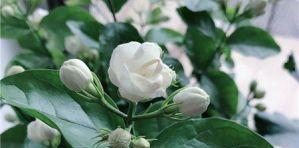 茉莉花（探索茉莉花的花语和寓意）