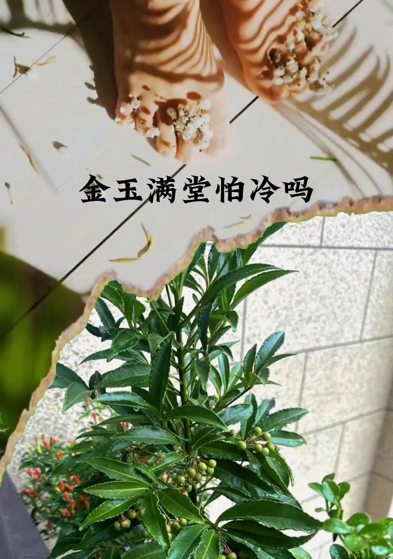 代表富贵的植物，让家居更有品位（了解这15种植物）