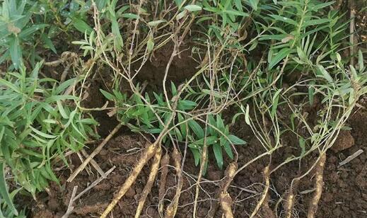 党参种植的时间和方法（掌握正确的种植时间和方法）