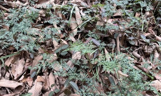 适合室内的植物——喜阳光还是喜阴（解决你的挑选难题！-比较适合室内的植物是喜阴还是喜阳）