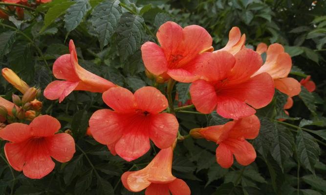 凌霄花（凌霄花的美丽与坚韧）