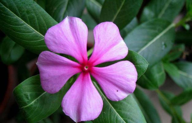 长春花之美（盛放生命与希望的长春花）