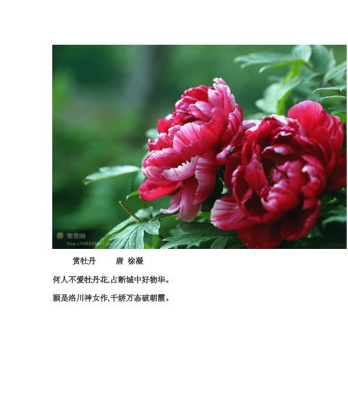 牡丹吊兰（揭开牡丹吊兰的神秘面纱）