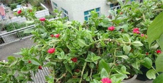 牡丹吊兰（揭开牡丹吊兰的神秘面纱）