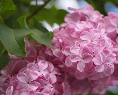如何在家种植丁香花（家庭种植丁香花的必备知识）
