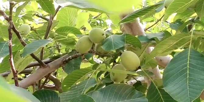 家里可以种核桃树吗（了解核桃树的适生环境和种植方法）