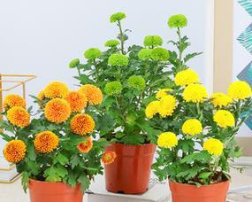 家里可以种菊花盆栽吗（如何选购适合家庭养殖的菊花盆栽）