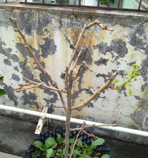 家庭种植山楂树的好处（从营养到环保）