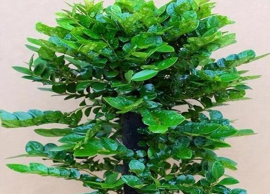 家庭种植小叶紫檀，享受美丽生活（小叶紫檀的种植技巧及养护要点）
