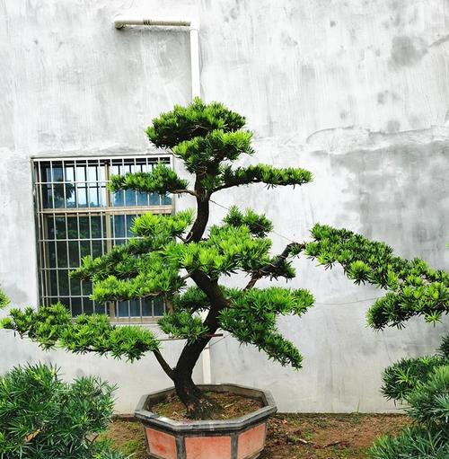 在家种迎客松，营造温馨的生活氛围（享受悠闲自然的生活空间）