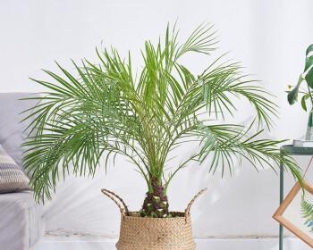 家里可以种什么样的棕榈树（探寻适合家庭种植的棕榈树品种）