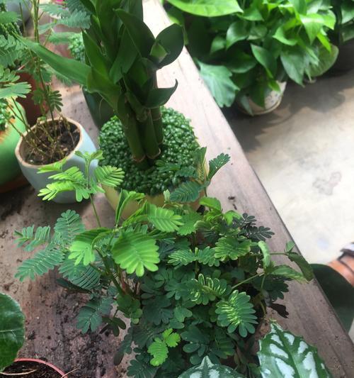 家里种含羞草，让你的生活充满活力（从选购到养护）