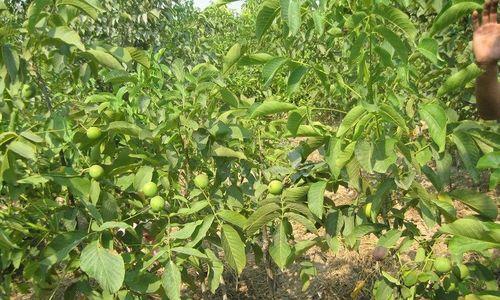 种植核桃树的必备知识（家里能种核桃树吗）