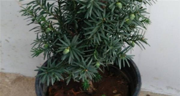 家里种红豆杉，轻松享受绿色生活