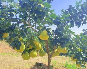 种植柚子树，让家中生机勃勃（家庭种植柚子树的方法与技巧）