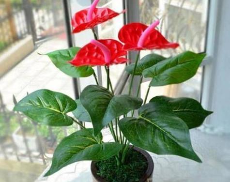 家里适合养的花卉有哪些（打造美丽温馨的家居花园）