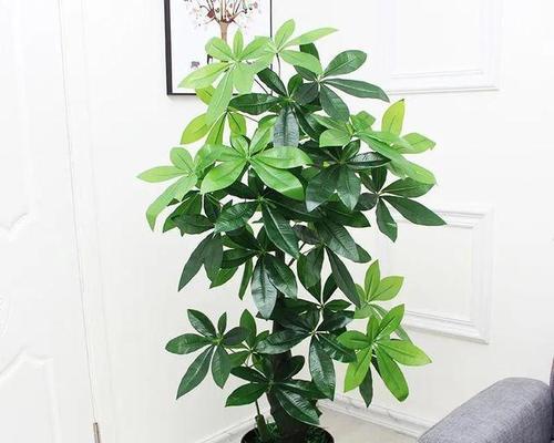 家里适合种什么花（打造温馨舒适的家居花园）