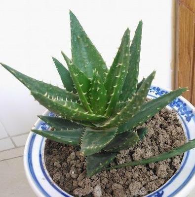 家庭不适合以芦荟为主要室内植物的原因（了解芦荟的性质和影响）