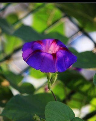 为什么家里不能养牵牛花（解析牵牛花的毒性和养殖难度）