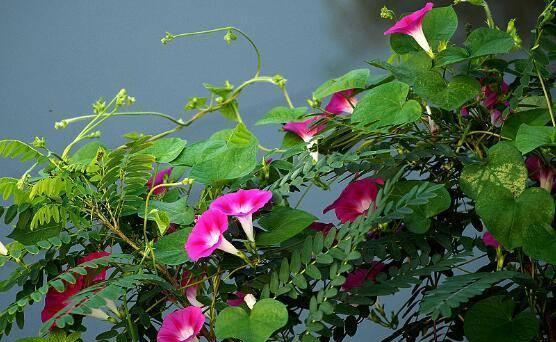 为什么家里不能养牵牛花（解析牵牛花的毒性和养殖难度）