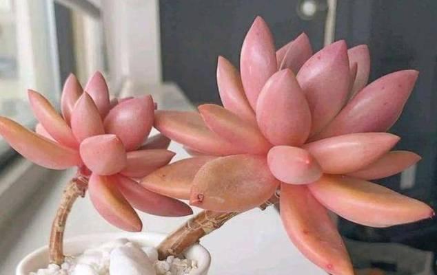 家里不能养肉肉花的原因（探究肉肉花带来的问题及解决方案）