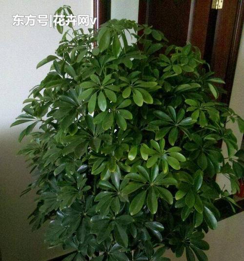 家里为什么不能养郁金香（探究郁金香的生长环境和养护要求）