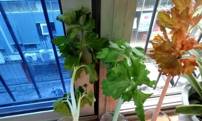 家里养的宠物狗可以吃芹菜吗（探讨狗狗是否适合食用芹菜）