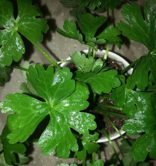 家里养的宠物狗可以吃芹菜吗（探讨狗狗是否适合食用芹菜）