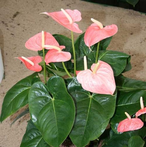 家里养粉掌好不好（粉掌花适合在室内养吗）