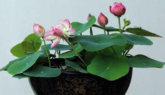 家里养荷花的吉祥寓意与忌讳（探秘荷花的风水意义）