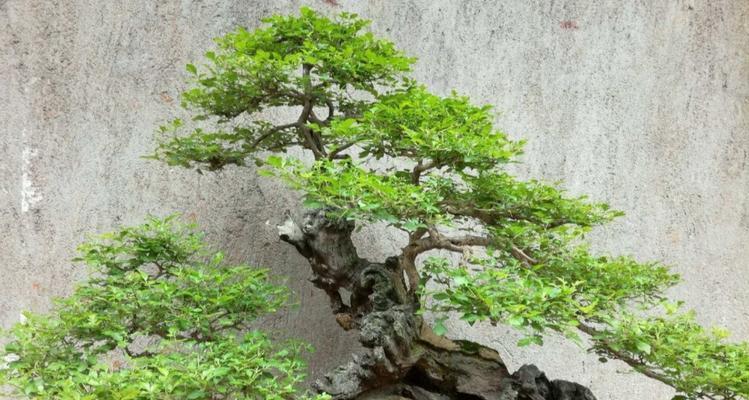 家养黄荆吉利，这些禁忌你知道吗（黄荆盆景风水禁忌详解）
