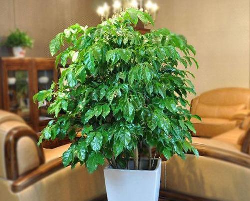家里养龙须兰，风水来帮忙（龙须兰是室内装饰的不二选择）