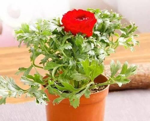 家里养牡丹花的风水好处（让牡丹花在家中开出好运气）