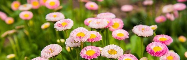 不同颜色雏菊的花语与寓意（探索雏菊花的意义和象征）
