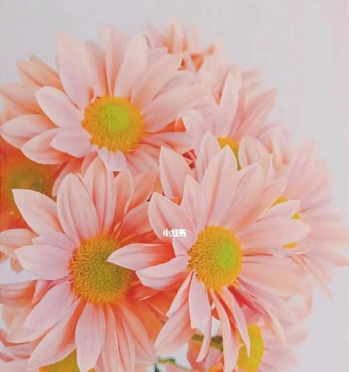 雏菊花语之美——花色与花语的奇妙魅力（探寻雏菊的花语之谜）