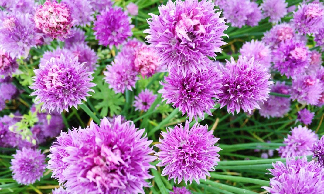 翠菊之韵（翠菊）