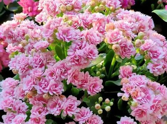 花朵中的友情之花（象征友情的十种花卉与花语）