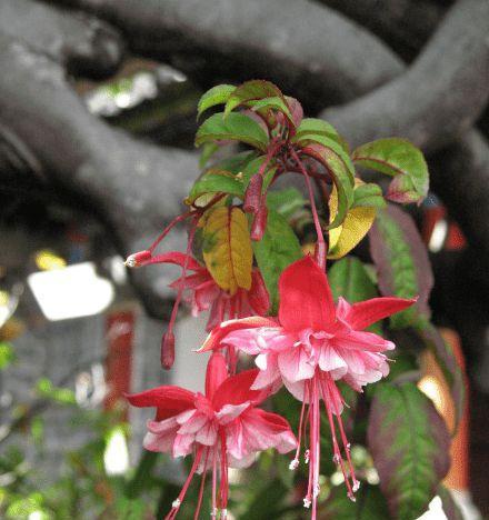 倒挂金钟花语之美——绽放于时光河畔的生命力（时光之花倒挂金钟）