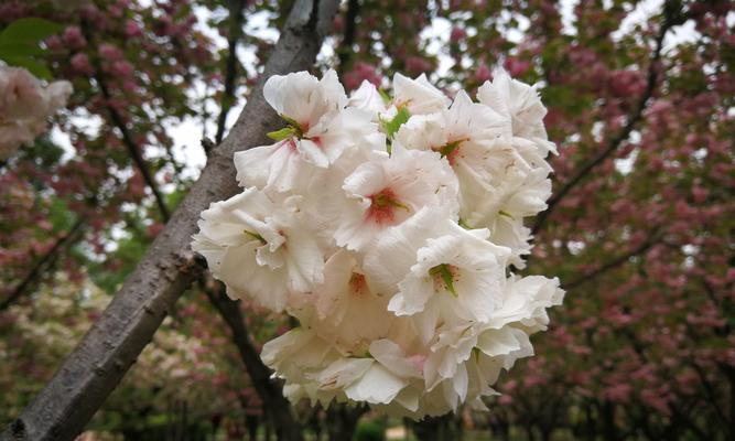 春天的花海——赏析不同品种樱花的花语（以冬樱花、重瓣樱花、樱花草为例）