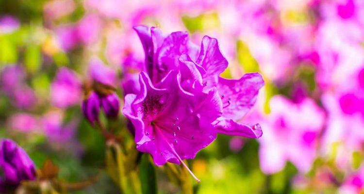杜鹃花的花语之美（揭示杜鹃花的花语之谜）