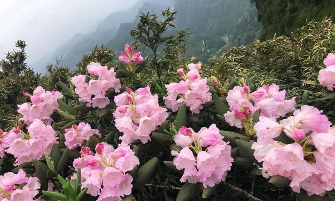 杜鹃花的象征与意义（探寻杜鹃花背后的文化内涵）