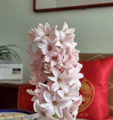 风信子的花语及其美丽的寓意（唤醒春天的气息）