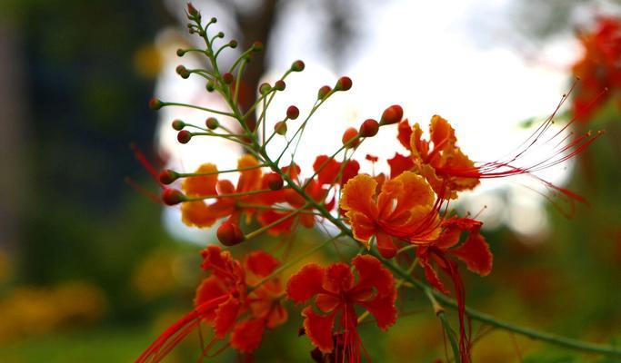 枫叶花语（探索枫叶所传达的深刻情感和季节之美）
