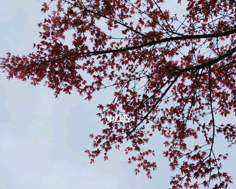 枫叶花语（探索枫叶所传达的深刻情感和季节之美）
