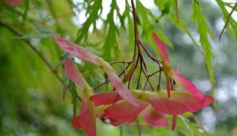 枫叶花语（探索枫叶所传达的深刻情感和季节之美）