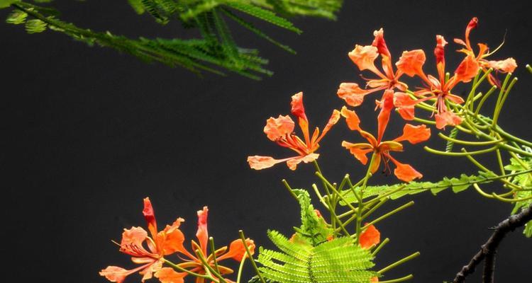 凤凰花（绽放自信与希望）
